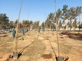 جایگزینی ۳۵ هزار درخت در پارک سرخه حصار جایگزینی ۳۵ هزار درخت در پارک سرخه حصار